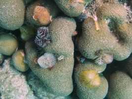 Christmas Tree Worms IMG 6038